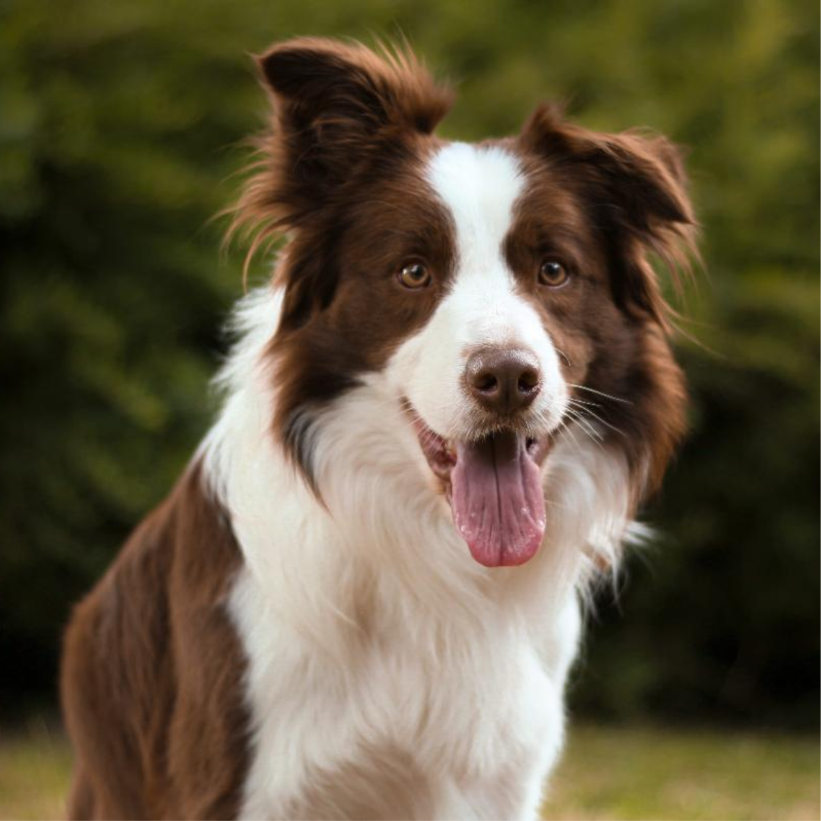 Pet 2