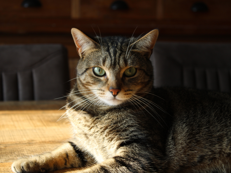 Pet 3