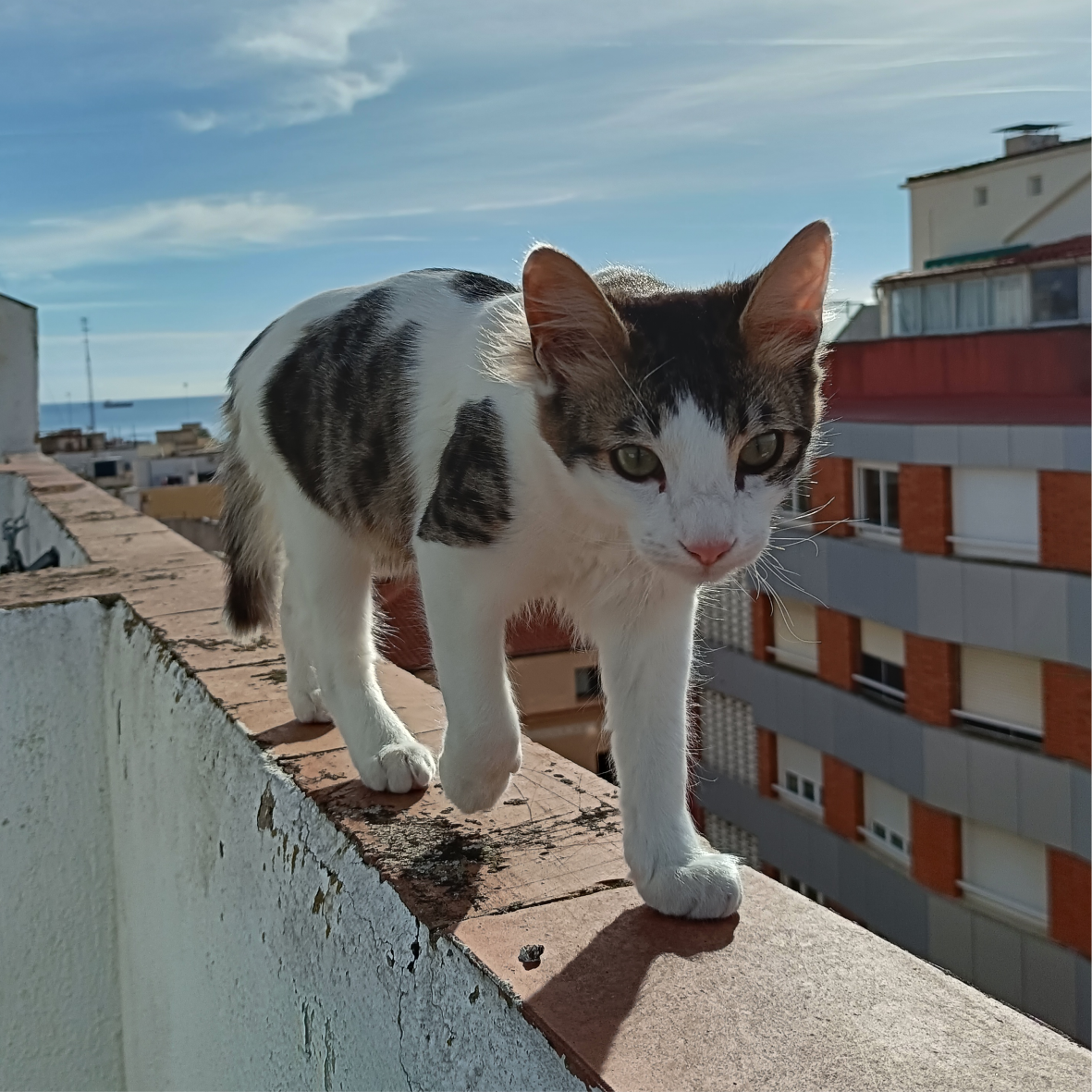 Pet 1
